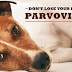 Parvovirus - The Deadly Dog Disease is sweeping across the country
