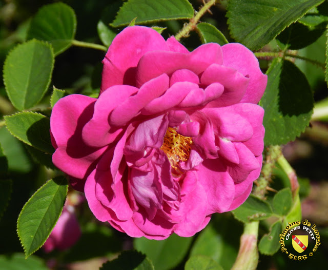 VILLERS-LES-NANCY (54) - La roseraie du Jardin botanique du Montet - Rose William Lobb