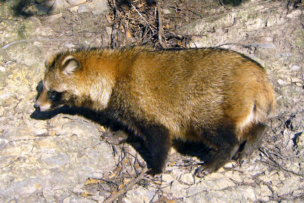 Abe's Animals Pictures of Japanese carnivorous mammals from Wikipedia