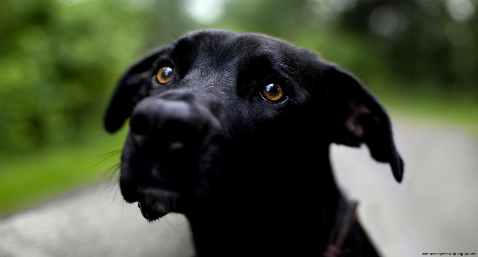 Black Hound Dog