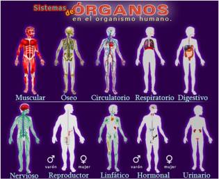 Organismo humano