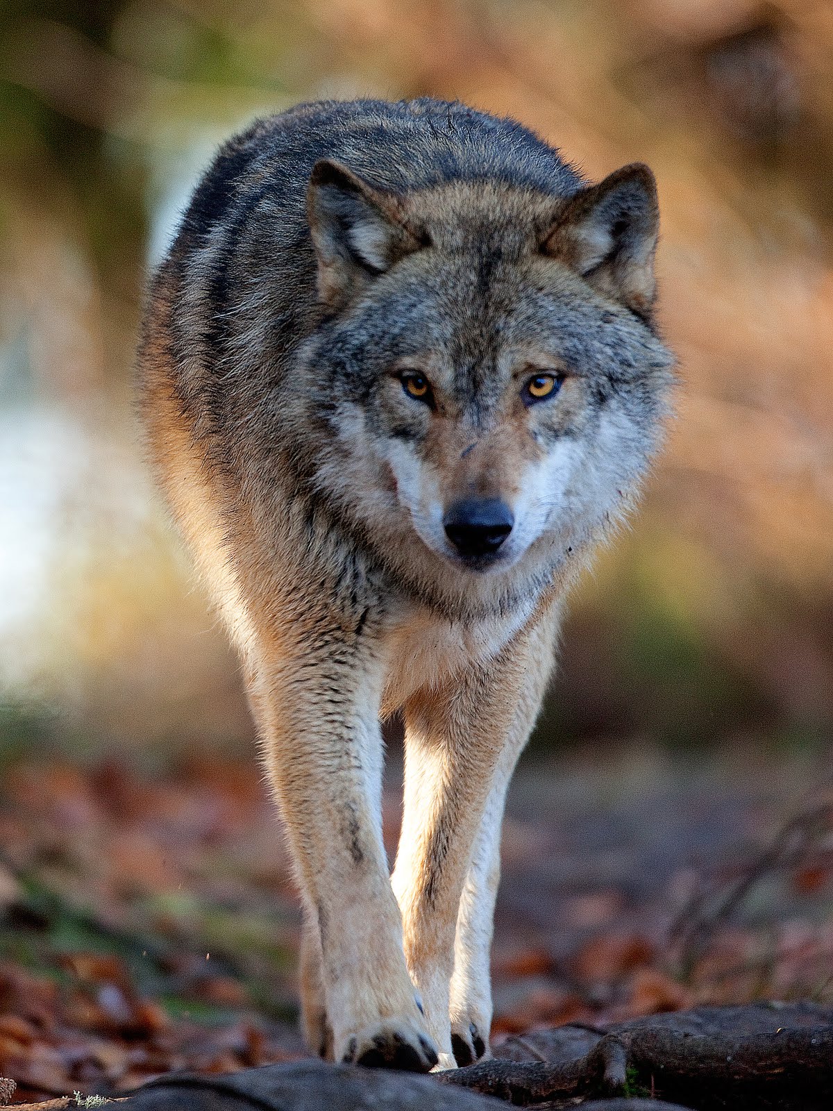 Eurasian Wolf (Canis lupus lupus) | Wolf dog, Eurasian wolf, Beautiful ...