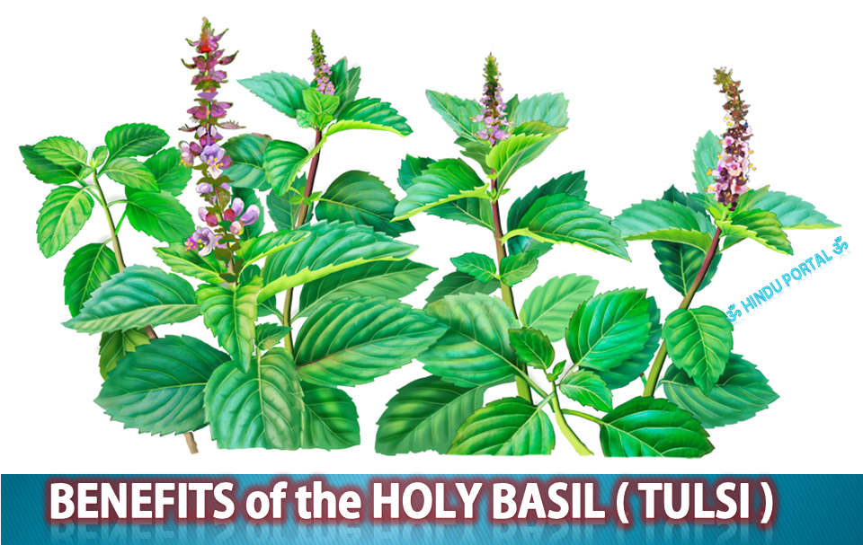 15 Health Benefits of Holy Basil (Tulsi)