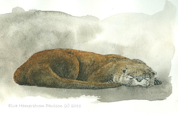 Elva's Field Notes: Another Otter