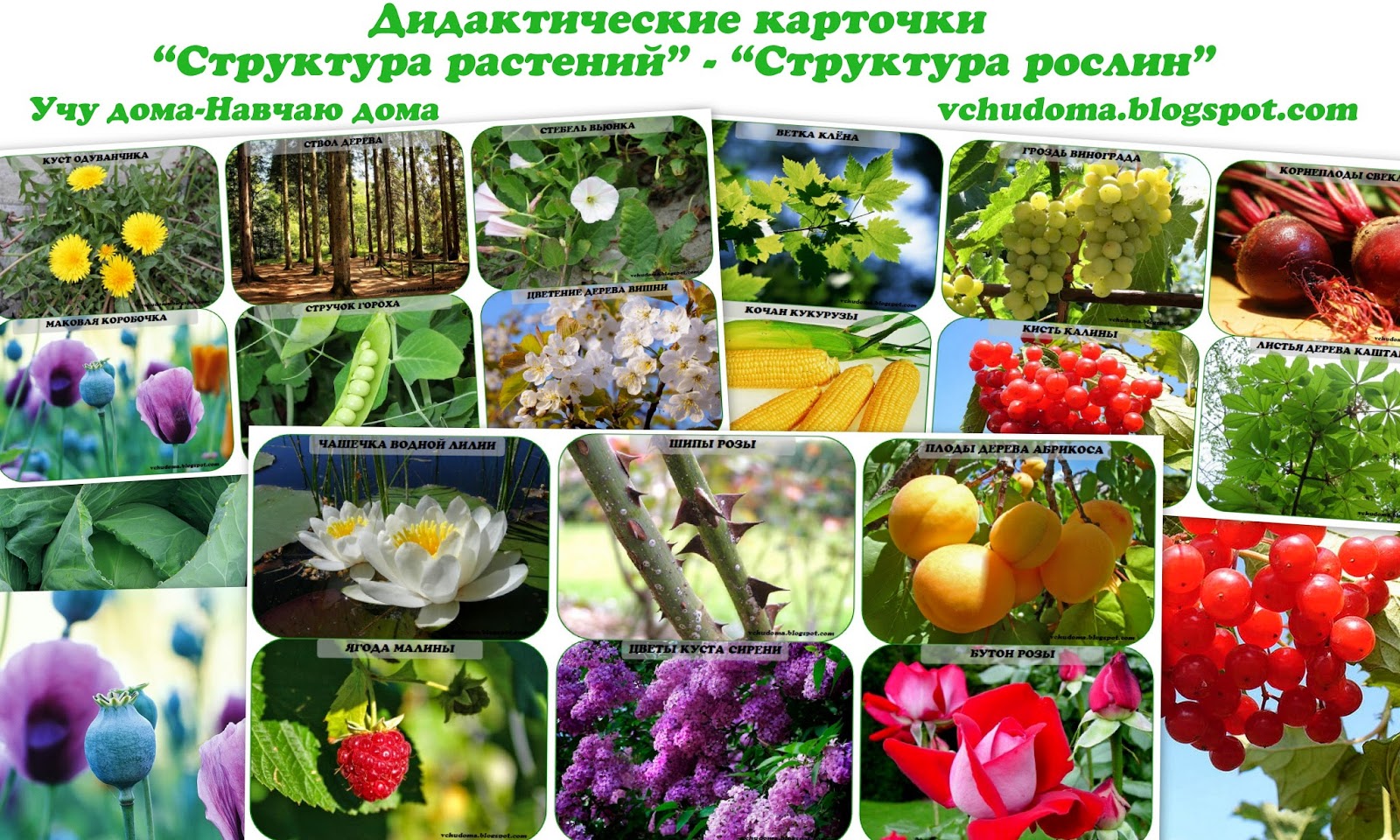 Разнообразная растительность. Хвойные лиственные и плодовые деревья. Дерево бурансвива листья. Растительный мир. Растения в лесу.