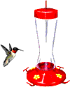 burung minum burung minum