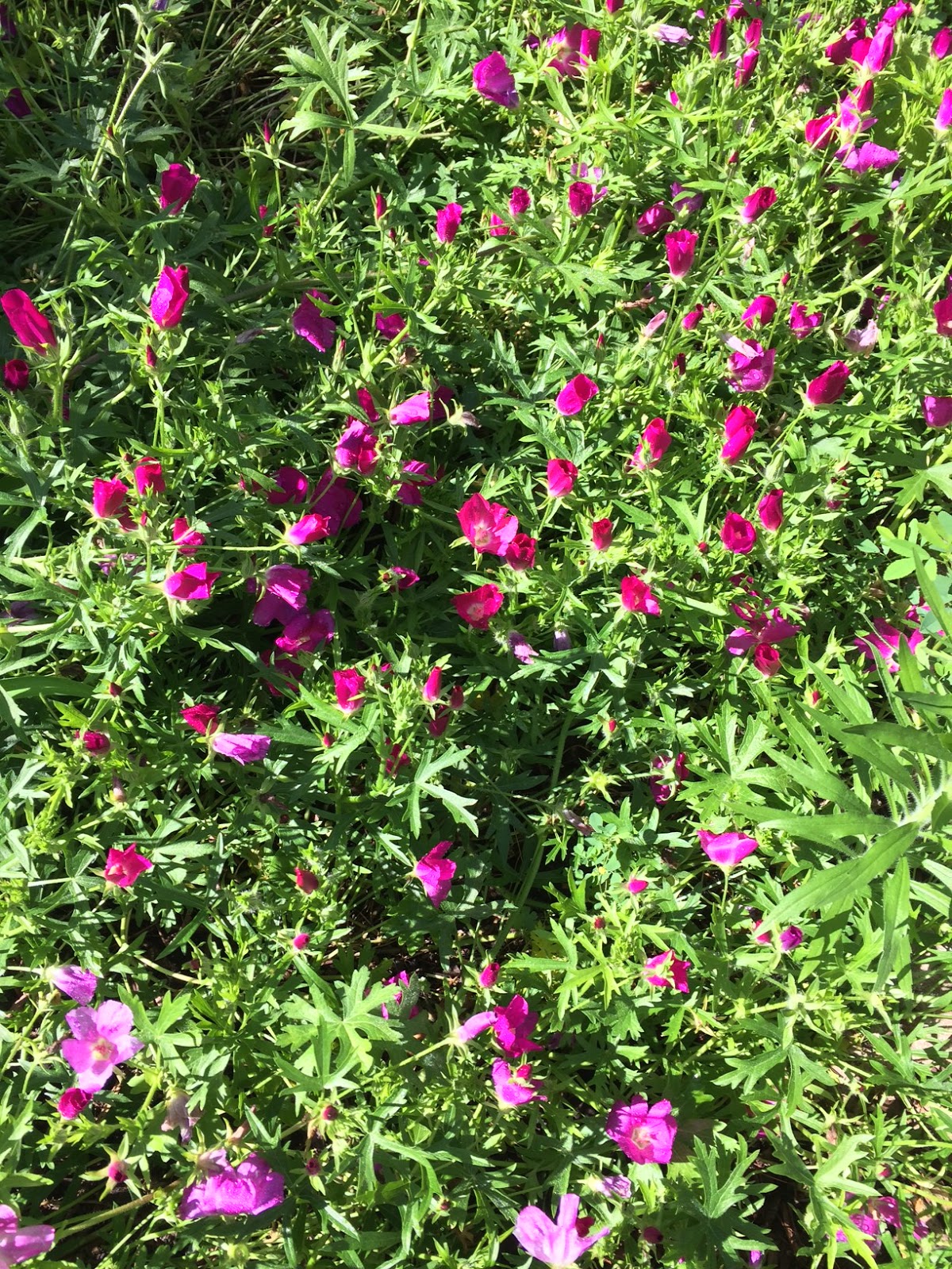 Prospect Gardens Experiences and Reflections June 2017