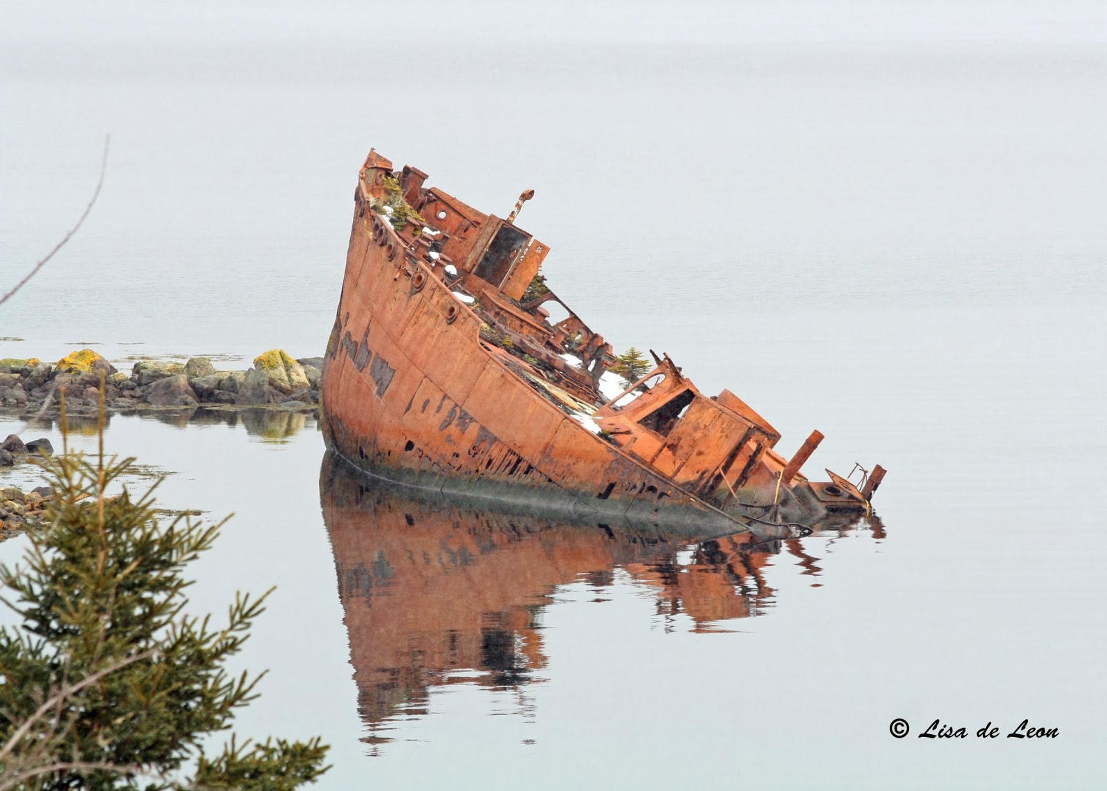 Birding with Lisa de Leon Conception Bay Harbour Sunken Ship Confusion