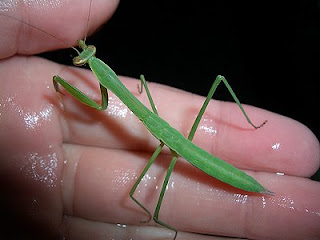 insect 