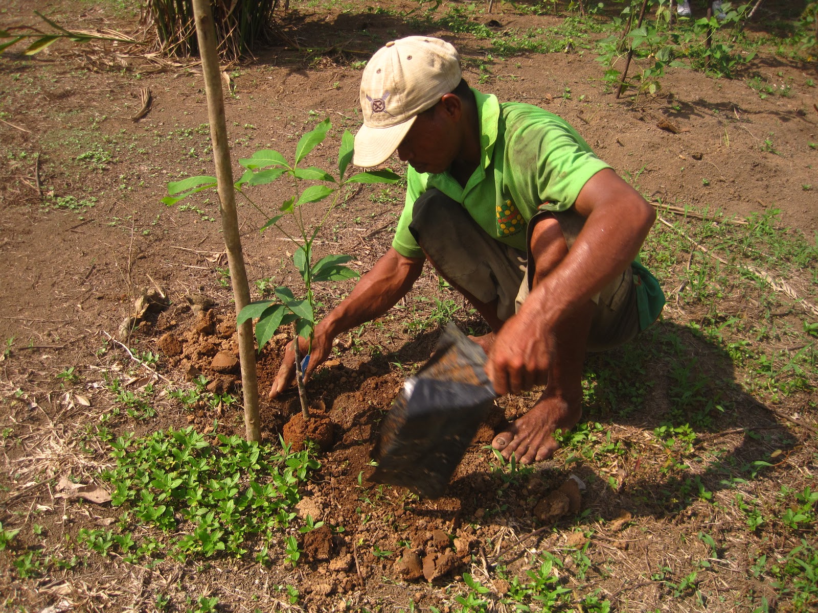 KKN TEMATIK UB: PROSES PENANAMAN BIBIT KARET DI LAHAN DEMOPLOT