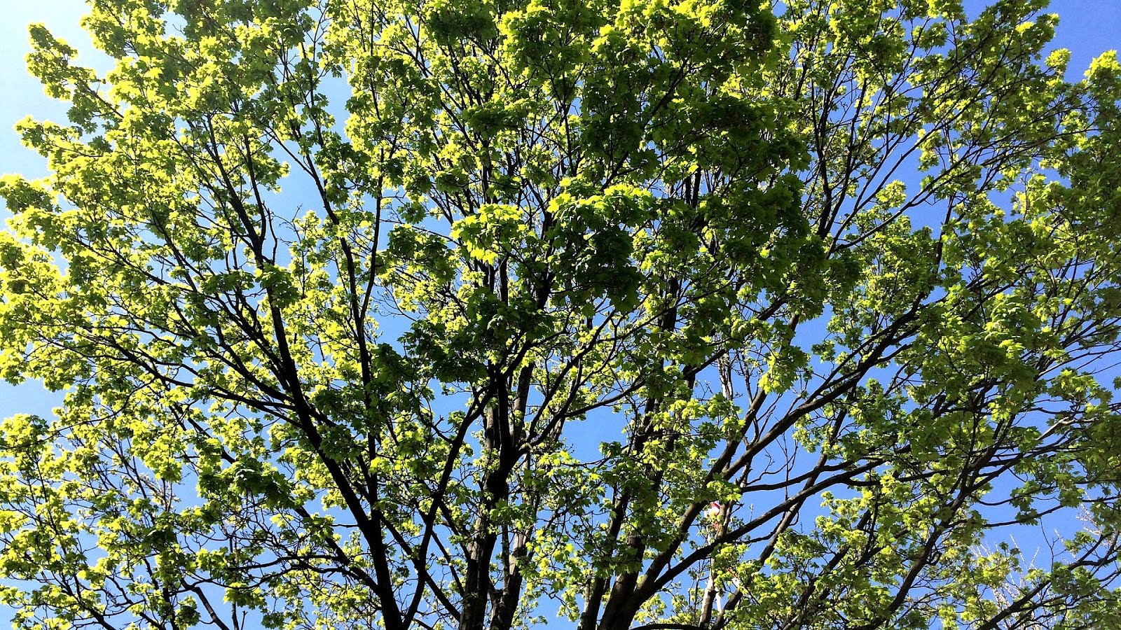 When Does Tree Pollen Season End Tree Choices