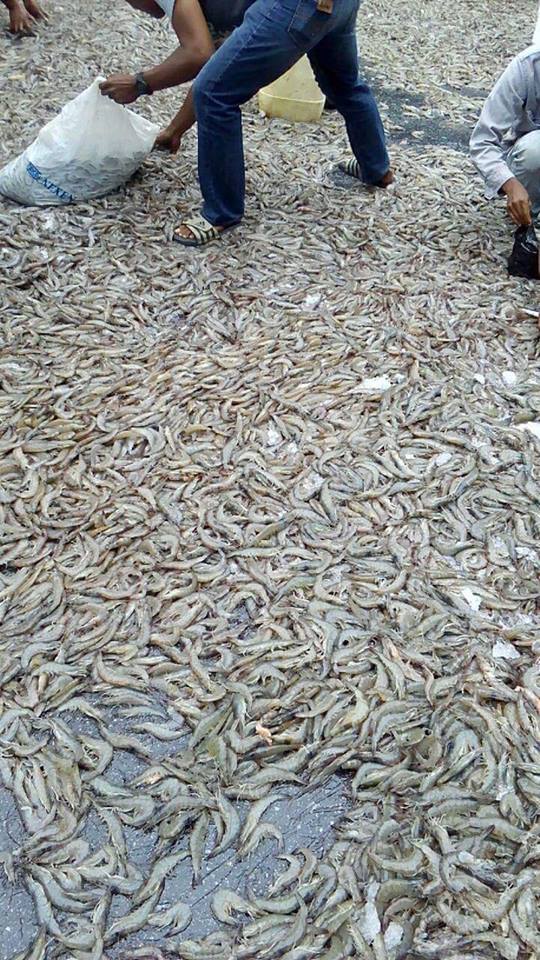 Lubuk Udang Malaysia
