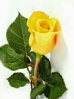 Rosas Amarillas