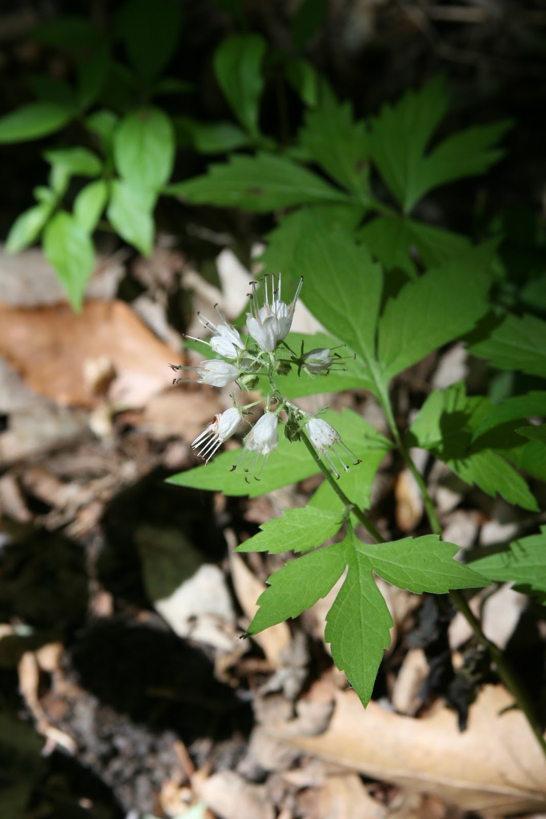 Isabella Conservation District Environmental Education Program: Native ...