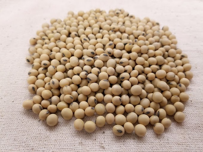 How different is soya bean protein from meat protein
