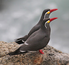 Inca Terns