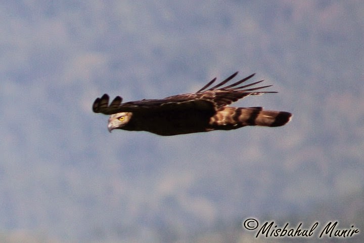 Penyebab Kelangkaan Spesies dan Kebijakannya - masyog.com