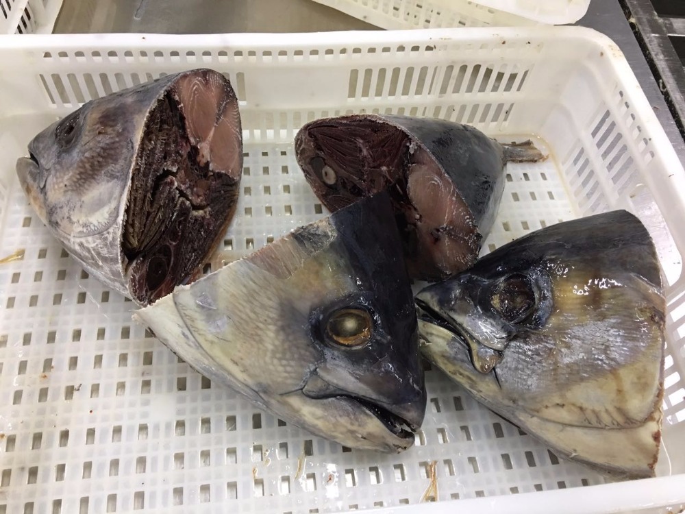 Why You Should Eat Frozen Tuna Head? Frozen Tuna Fish, Frozen Tuna