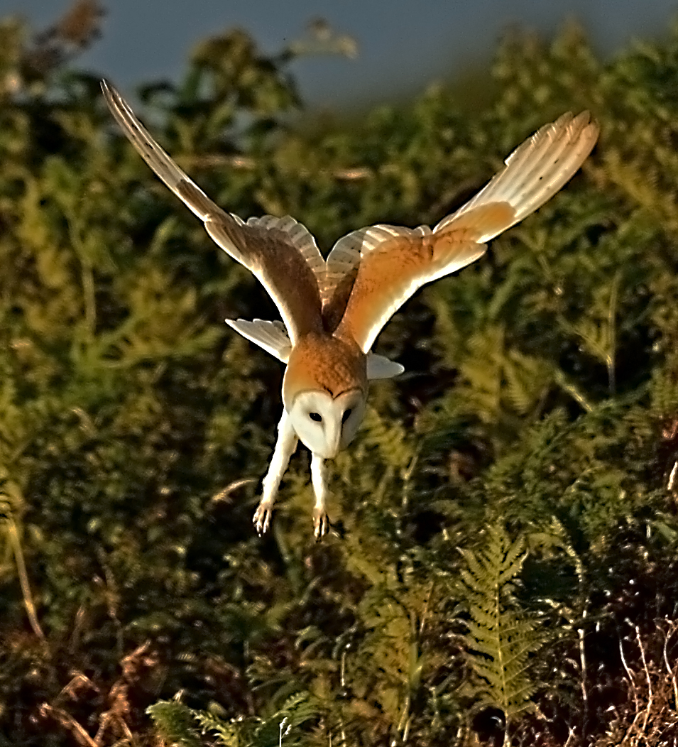 Alan James Photography Barn Owls hunting