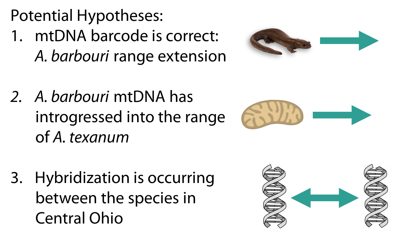 Salamander Shmalamander First Publication From SciFund Support