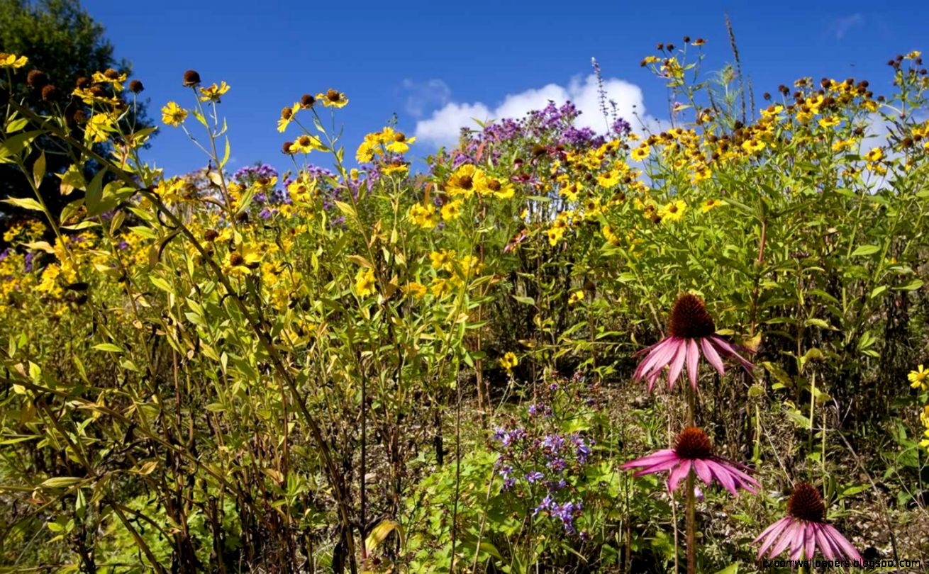 Computer Background Flower Meadow Wallpaper