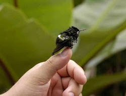 hummingbird bee facts humming know bird hummingbirds birds interesting species amazing eggs nest shows