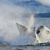 Whale Murder Was Sexually Motivated, Whale Detectives Say