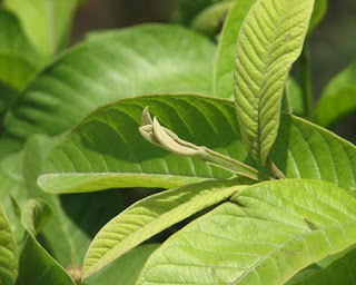 Pengobatan Tradisional Daun Jambu Biji