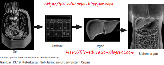 Sistem Organ pada Tubuh Hewan  Vertebrata dan  Manusia  