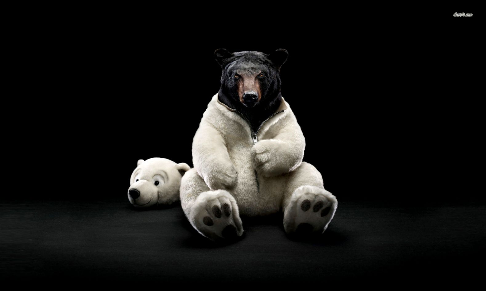 Black bear dressed as a polar bear wallpaper   Animal wallpapers