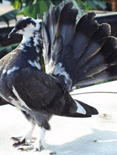 Foto Burung Merpati Kipas Daftar Harga Burung Hias Terbaru 