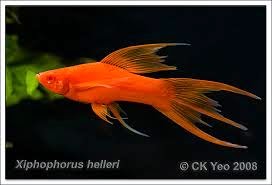 Finatics Tropical Fish April 2014