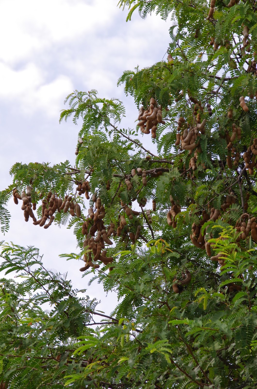 Trees and Plants: Tamarind Tree