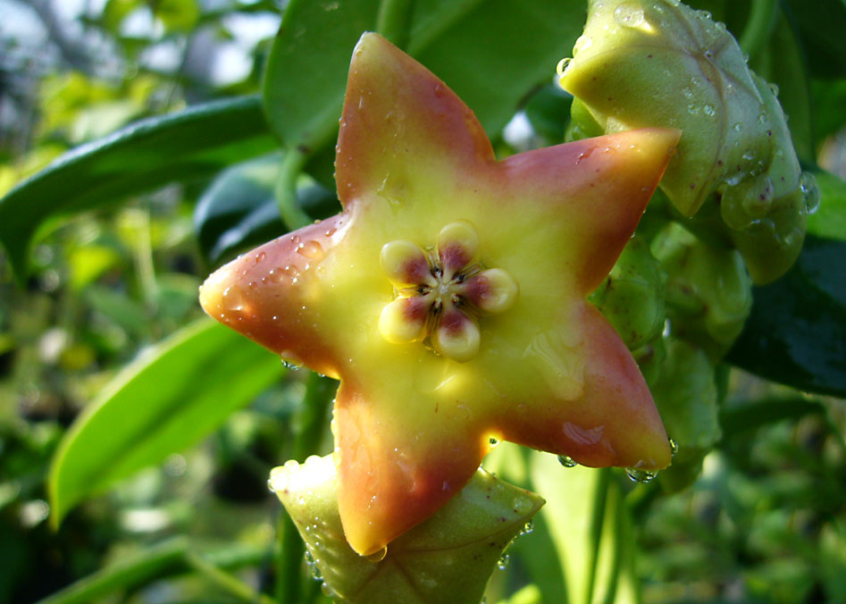 Blog Multi Vaso: Hoya ciliata - Flor de cera