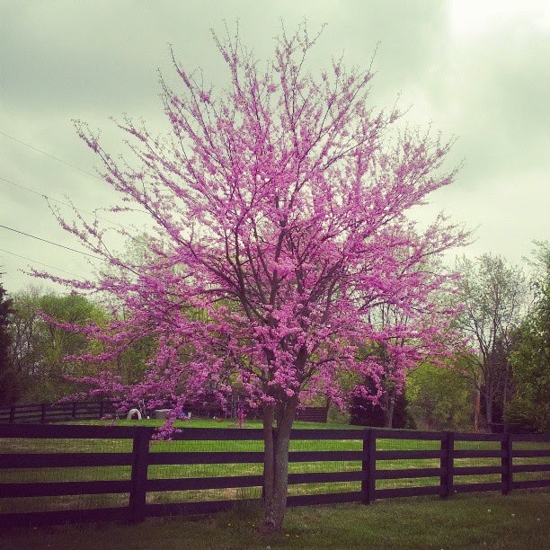 Red Buds in Full Bloom