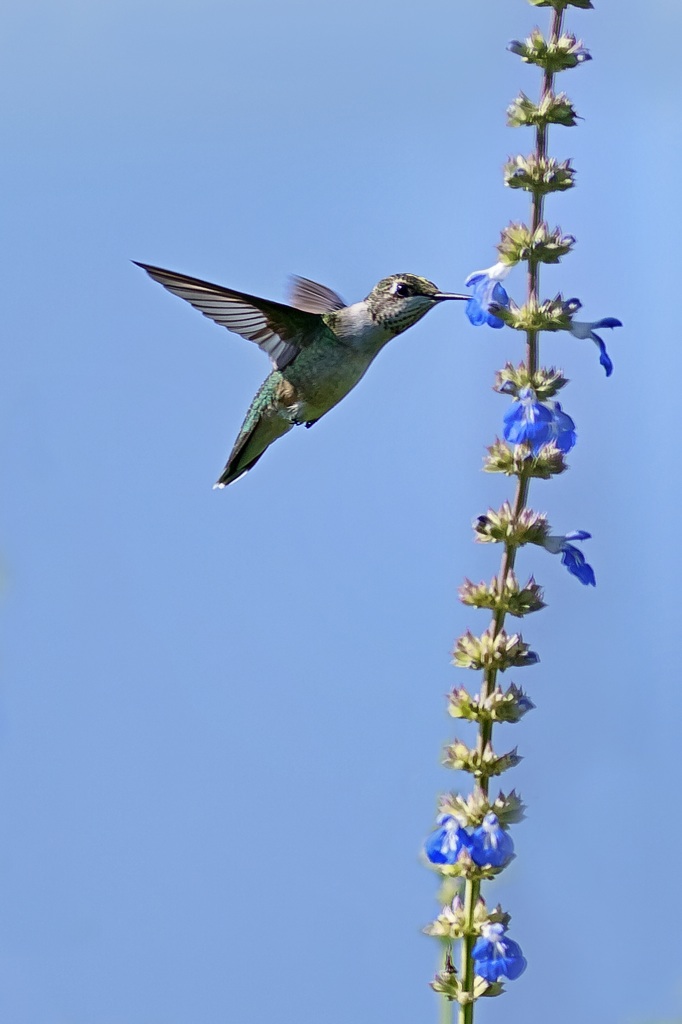 The Baiting Hollow Hummingbird Sanctuary Open today and tomorrow