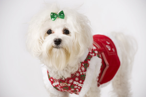 Bichon Maltese Apartment Dog All About Dogs Raised In Pens On The Ship Or As First Representatives Of Race Suffered A Steady Decrease Waist Great Darwin Himself Author