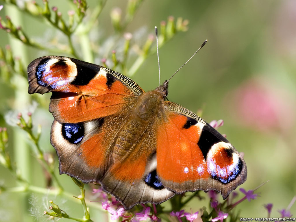 Butterfly wallpaper, Butterfly wallpaper for desktop, Butterfly