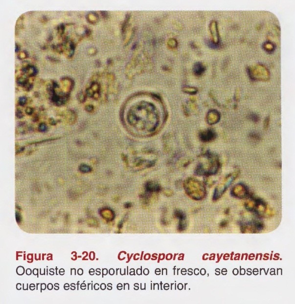 Cyclospora spp