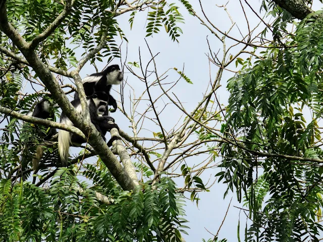 Uganda Safari - Black and white colobus monkeys in Kibale National Forest