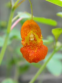 Impatiens capensis Spotted Jewelweed Toronto native plants by garden muses-not another Toronto gardening blog