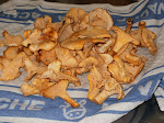 Fresh chanterelles from the forest