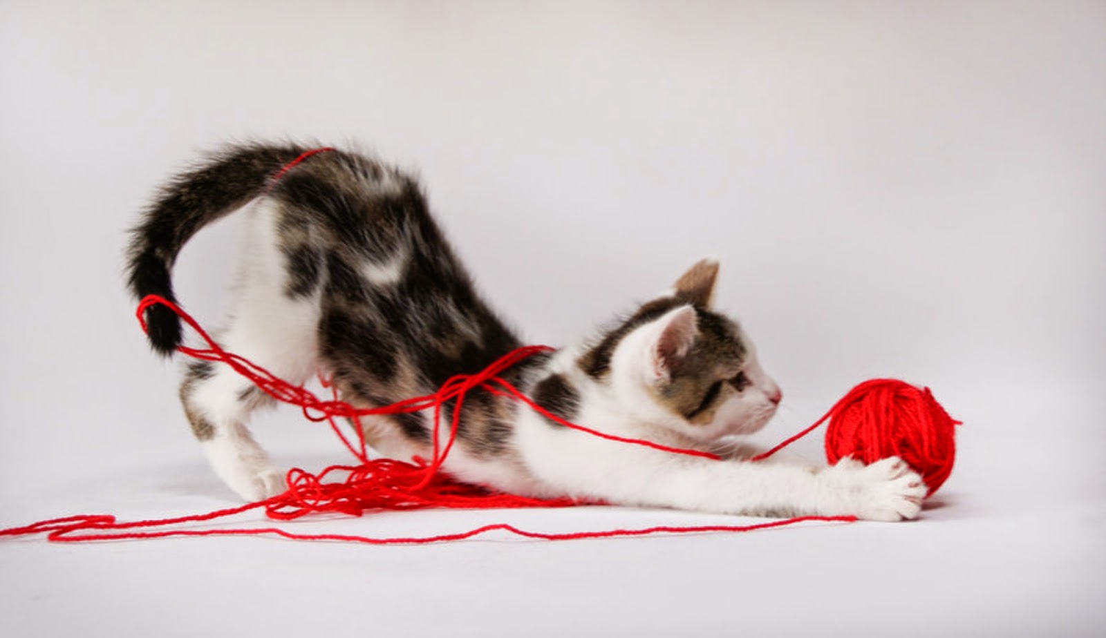Котёнок и клубок