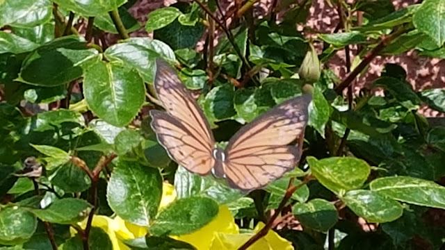 Prop butterfly from a distance of 5 feet taken with mobile phone using digital zoom