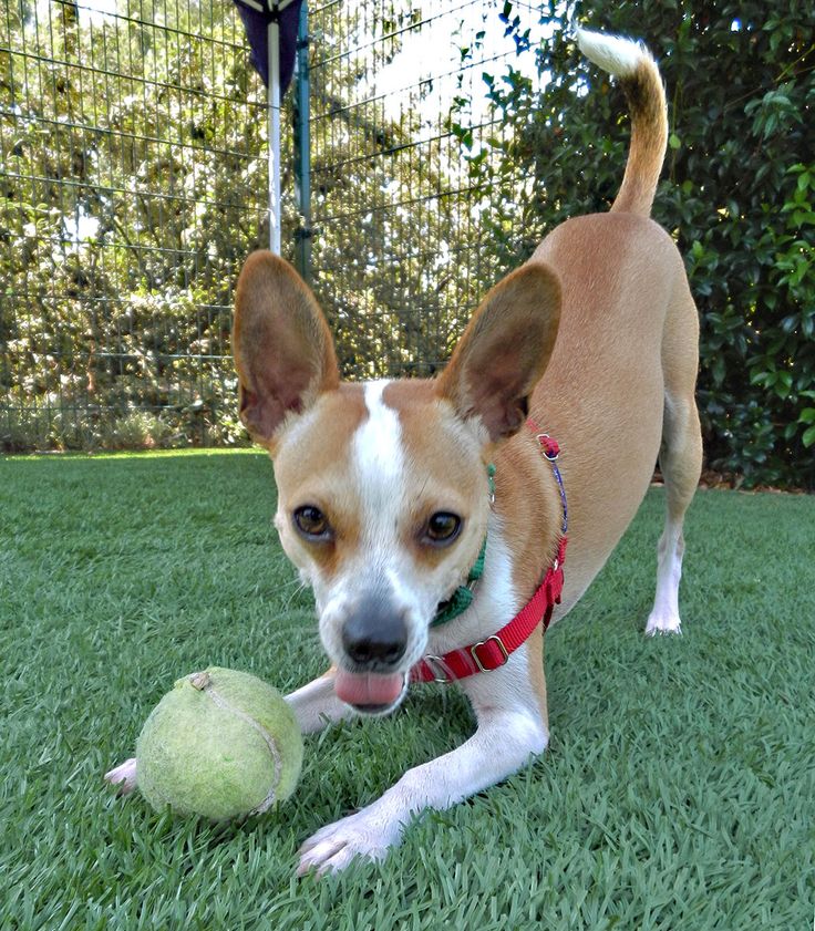 Humane Society Silicon Valley Blog Pogo A Highly Dubious History Of A