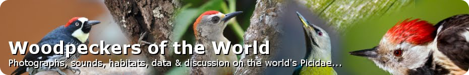 Woodpeckers of the World