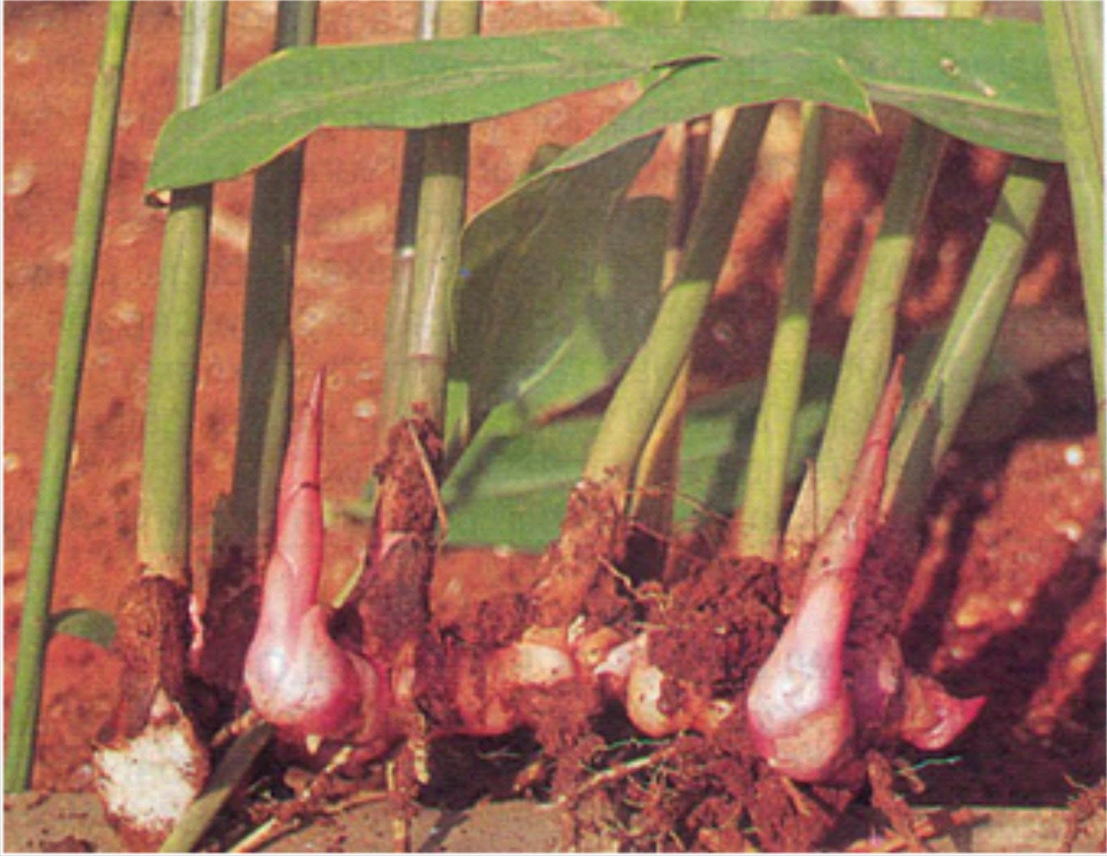  Tanaman ini di kenal juga dengan nama Laos ialah tumbuhan jenis umbi Manfaat Lengkuas Merah Untuk Kesehatan