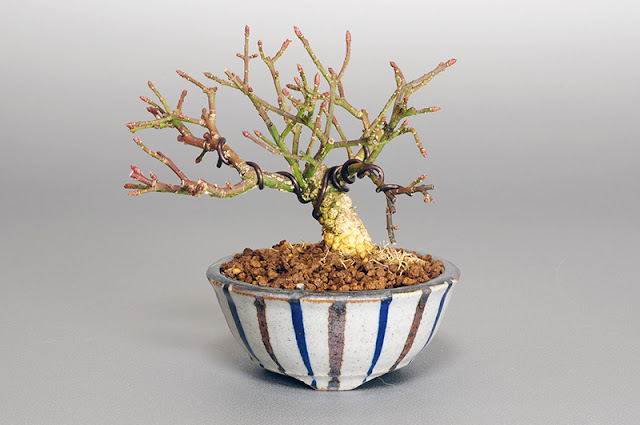 コマユミ-K1（小真弓盆栽）Euonymus alatus bonsai