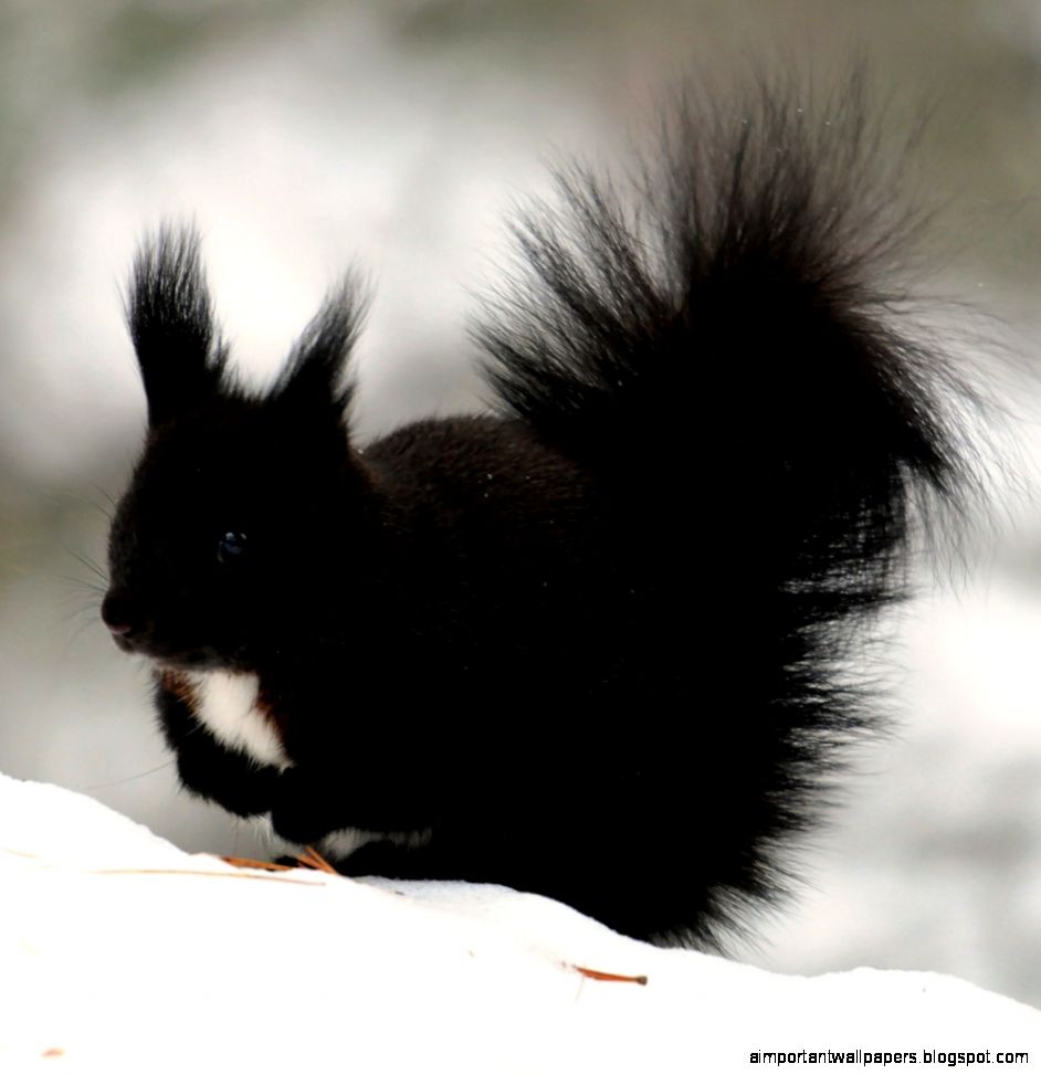 Dark Squirrel HD desktop wallpaper  High Definition  Fullscreen