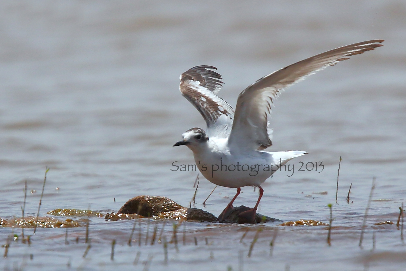 LITTLE GULL a First Record for Pakistan?